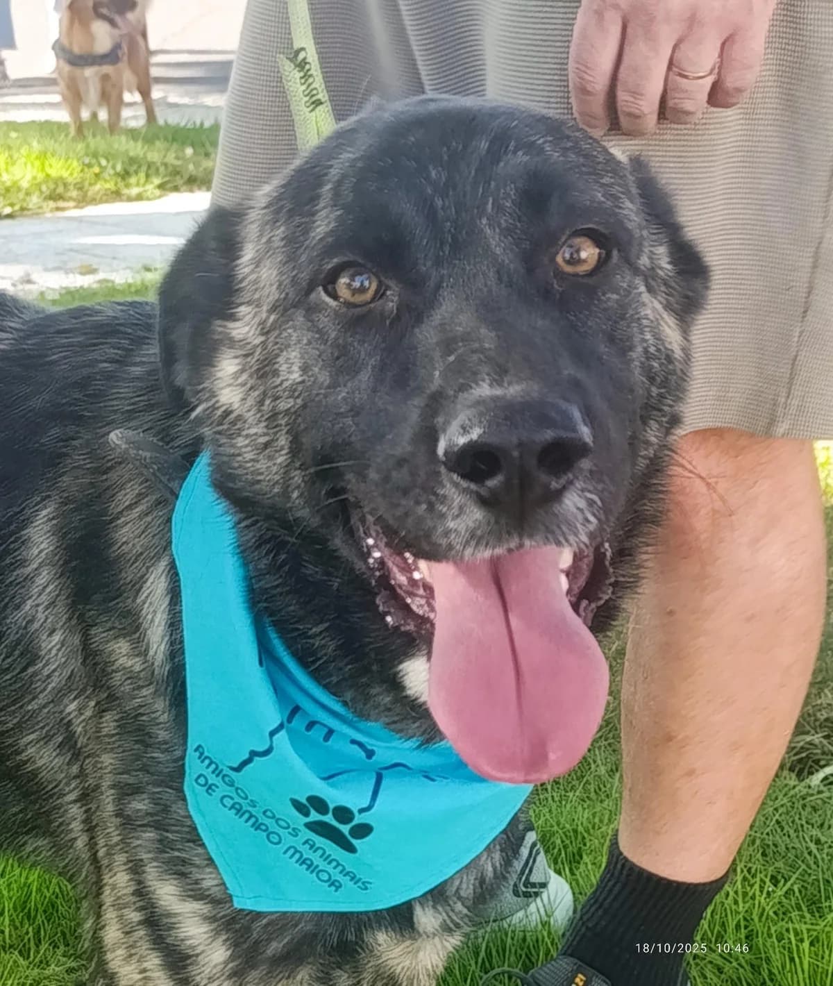 Benfica, male 4yo Mixed Breed for adoption at Tierfreunde im Fläming e.V.