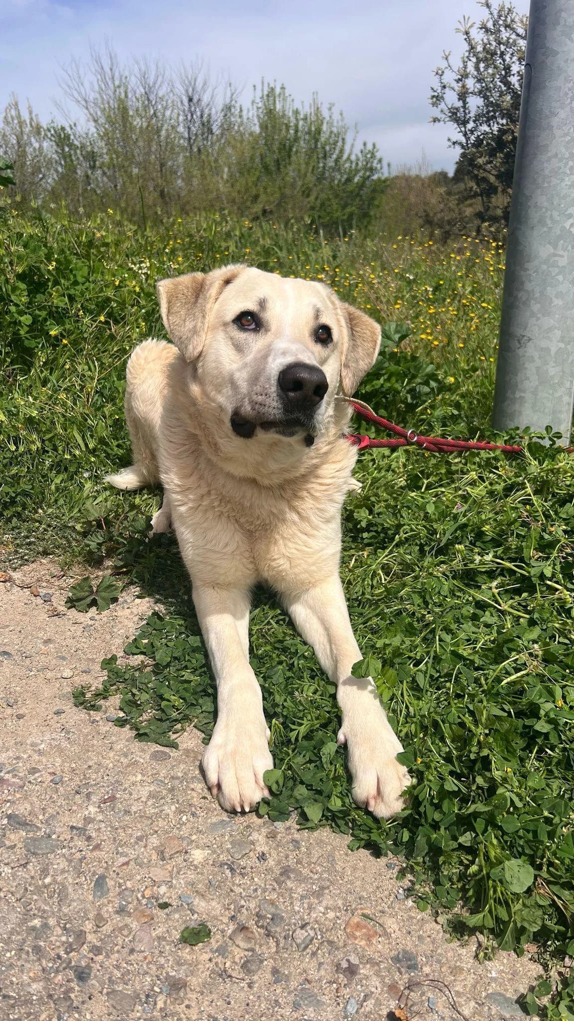 Forest, male young mixed breed for adoption at Tierfreunde im Fläming e.V.