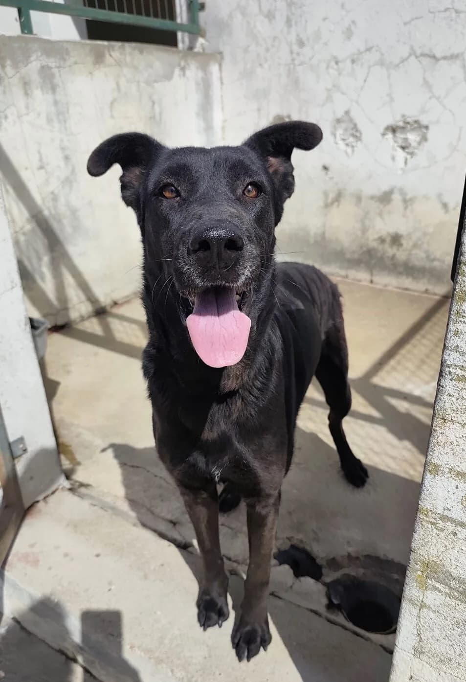 Anika, kommt nach Deutschland auf PS, female 4yo Mixed Breed for adoption at Tierfreunde im Fläming e.V.