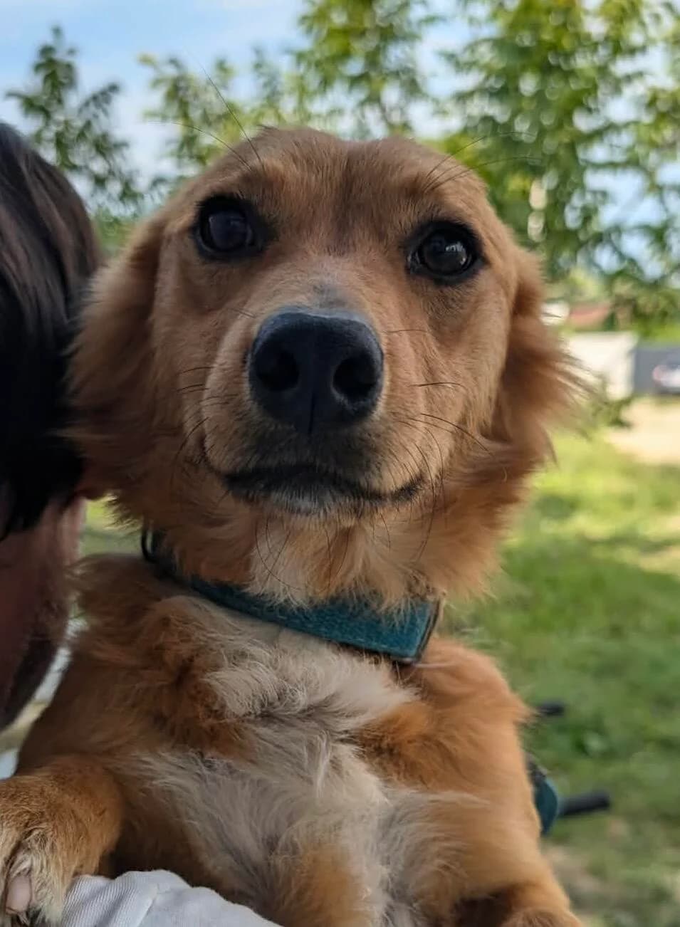 Tilda, female young Mixed Breed for adoption at Tierfreunde im Fläming e.V.