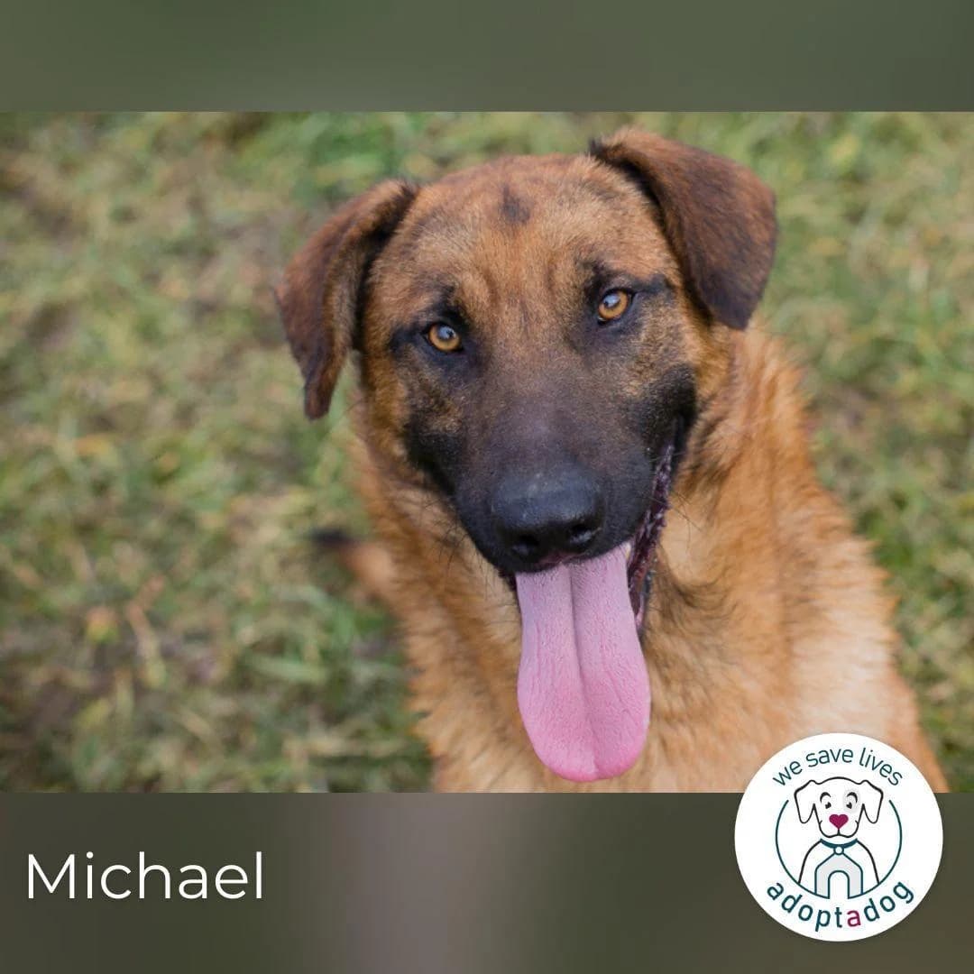 Michael will die Welt entdecken, male young Mixed Breed for adoption at Tierfreunde im Fläming e.V.