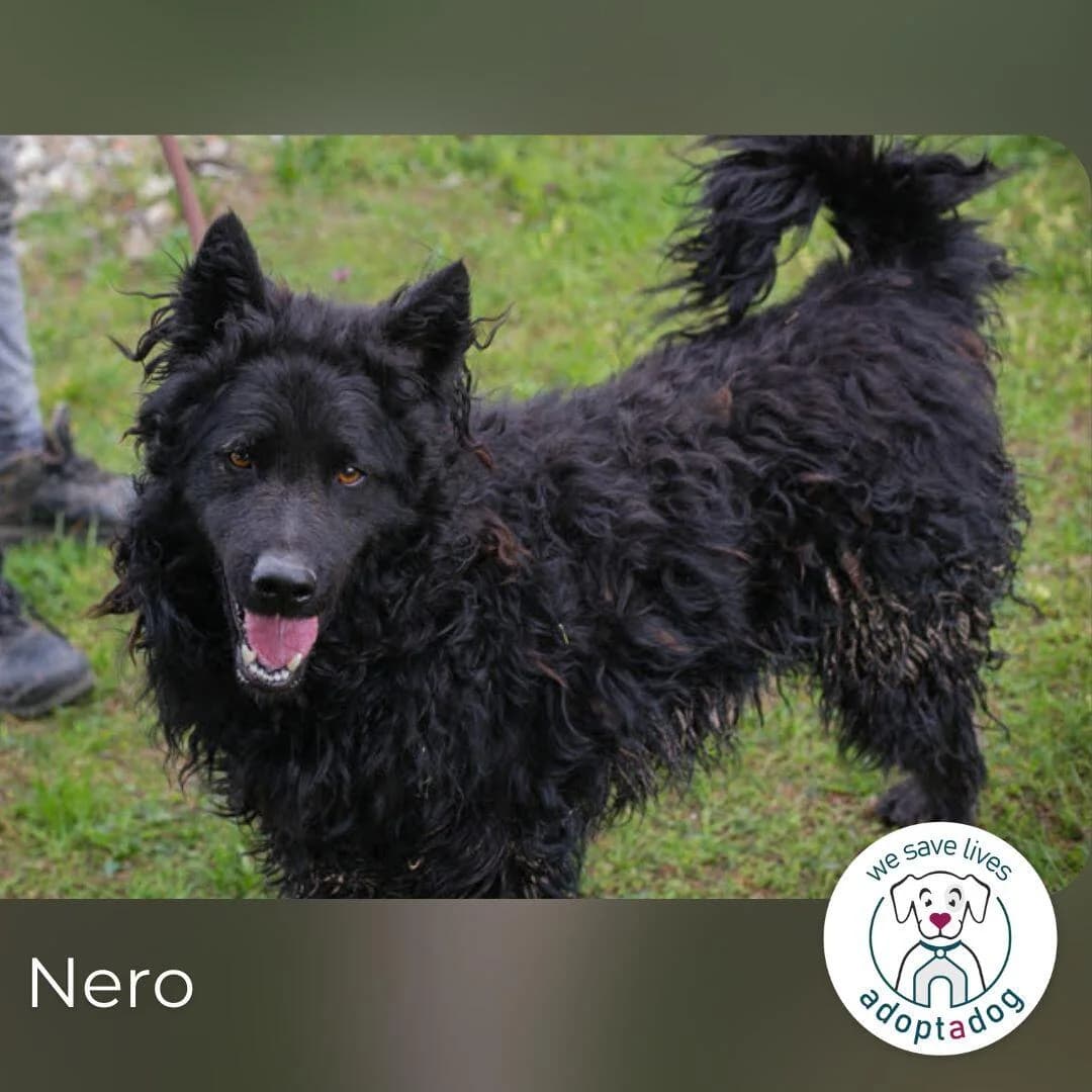 Nero, male young Mixed Breed for adoption at Tierfreunde im Fläming e.V.