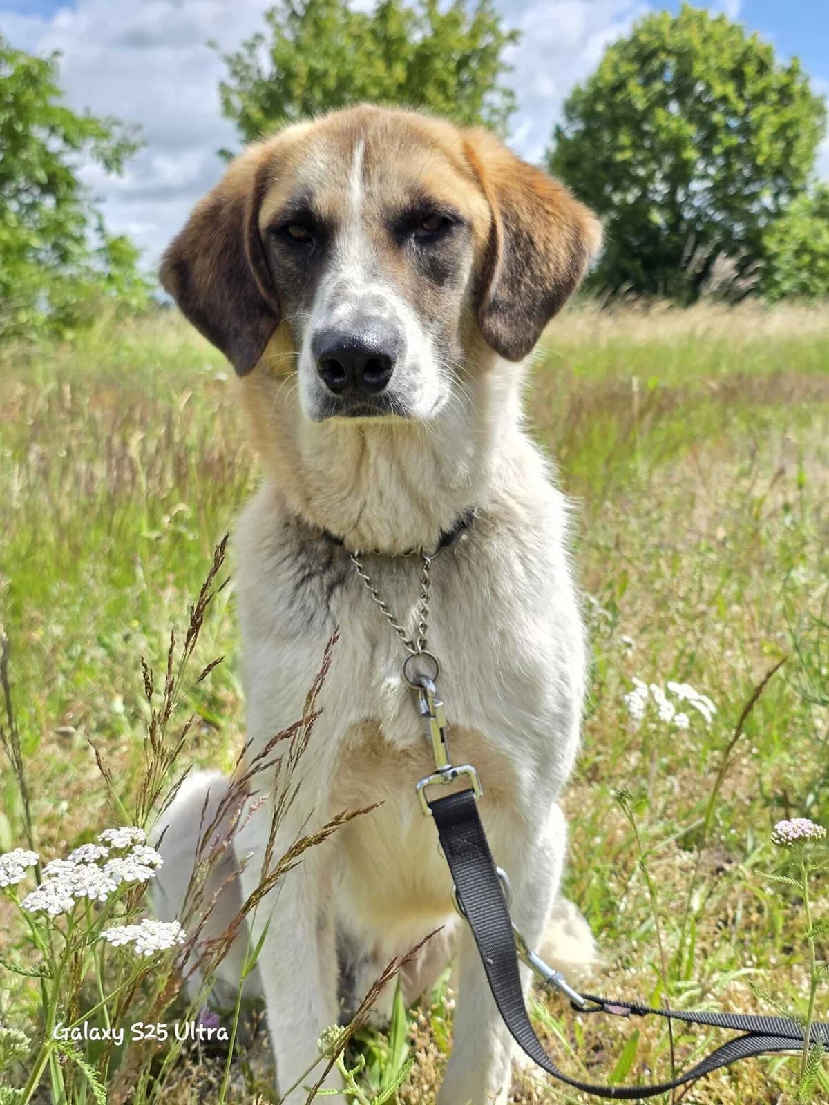 🐾 Cooper, male 5yo Mixed Breed for adoption at Tierfreunde im Fläming e.V.