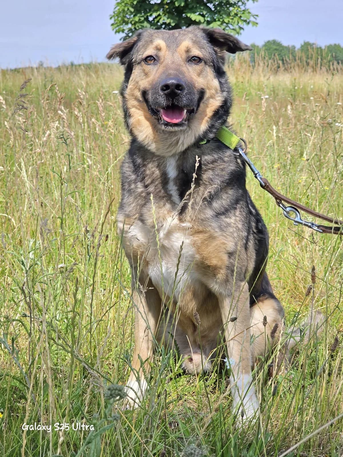 🐾 Whisky, male 7yo Mixed Breed for adoption at Tierfreunde im Fläming e.V.