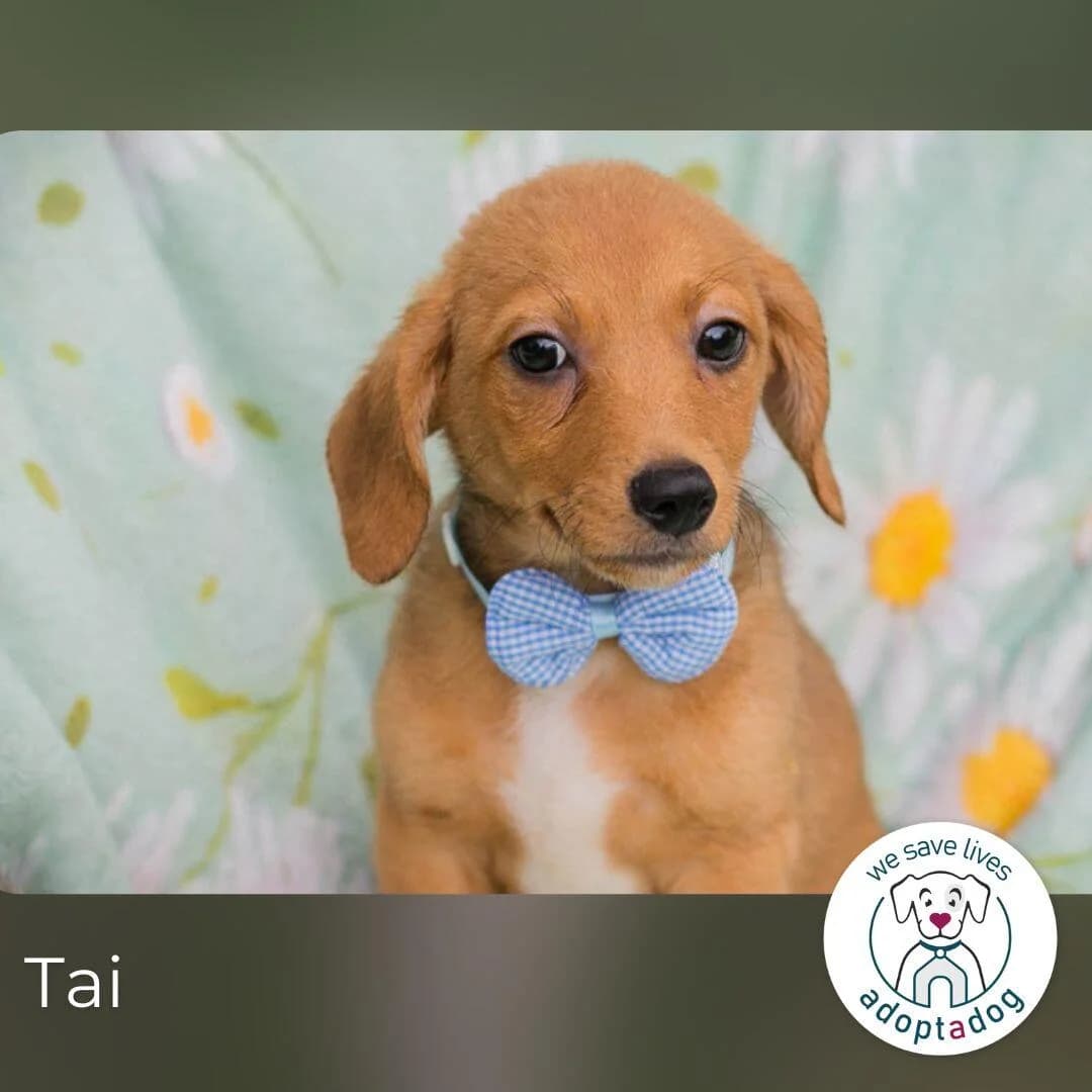 Tai, male puppy Mixed Breed for adoption at Tierfreunde im Fläming e.V.