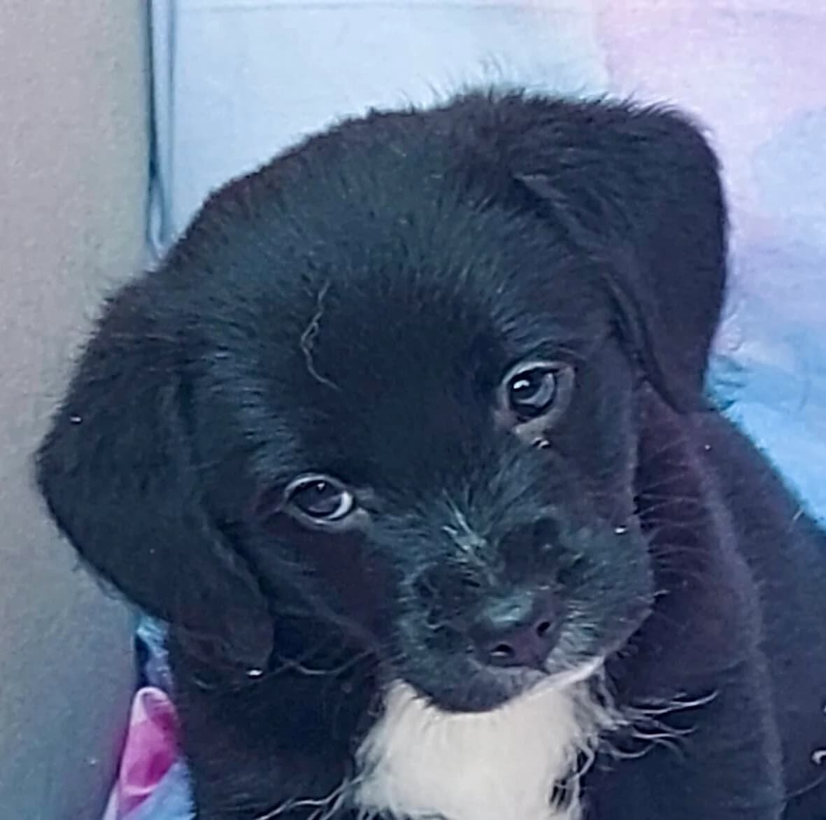Carlos, male puppy Mixed Breed for adoption at Tierfreunde im Fläming e.V.