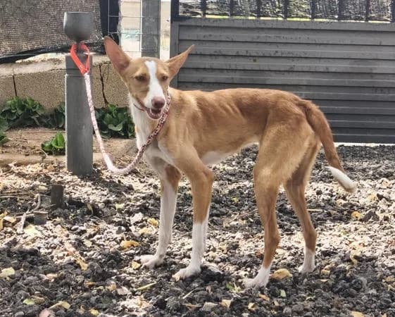 Hübsche Sofi2, female young Podenco for adoption at Tierfreunde im Fläming e.V.