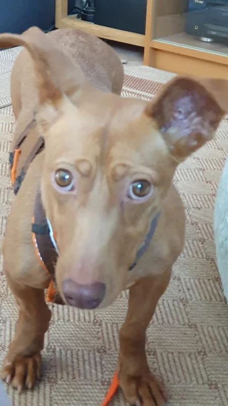Ruhige Marisol1, female senior Podenco for adoption at Tierfreunde im Fläming e.V.