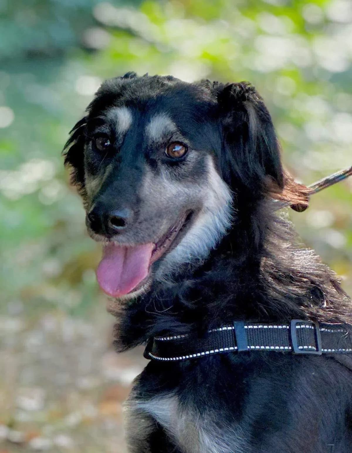 Samba, female 5yo Mixed Breed for adoption at Tierfreunde im Fläming e.V.
