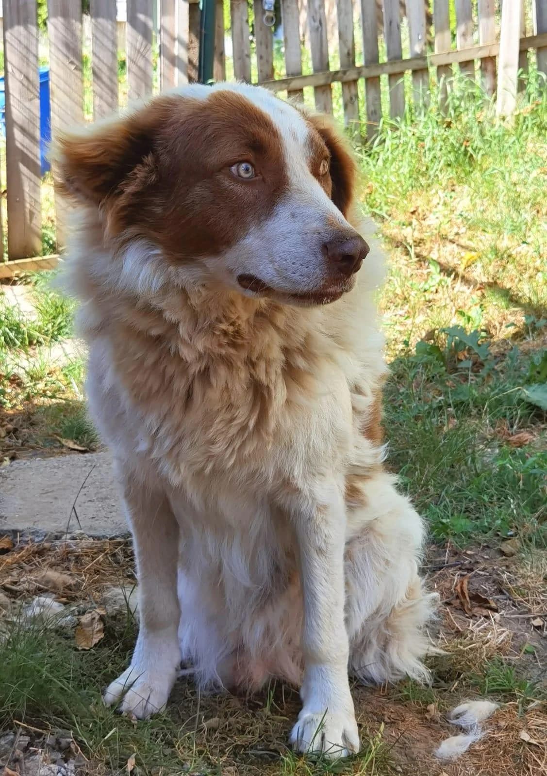 Pasquale, male senior Mixed Breed for adoption at Tierfreunde im Fläming e.V.