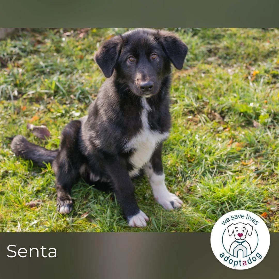 Senta, schwarz female young Mixed Breed for adoption at Tierfreunde im Fläming e.V.