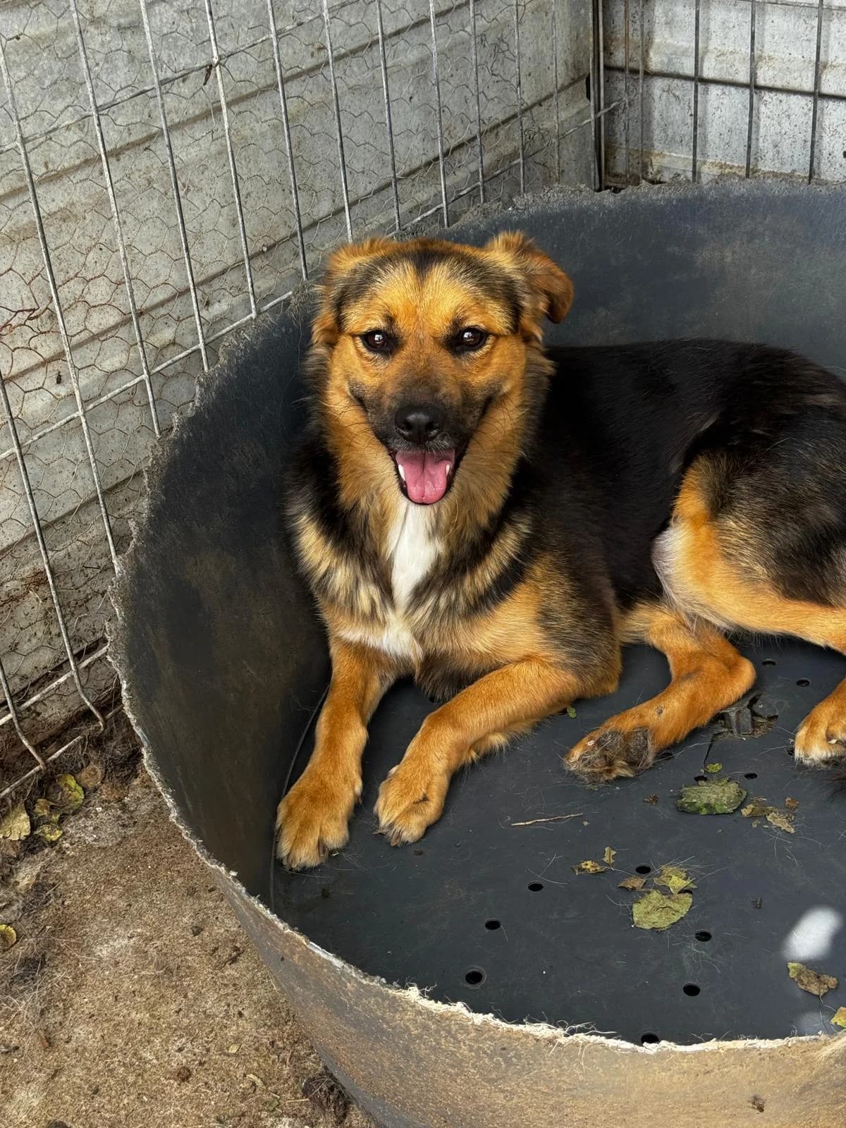 Mila, female young Mixed Breed for adoption at Tierfreunde im Fläming e.V.