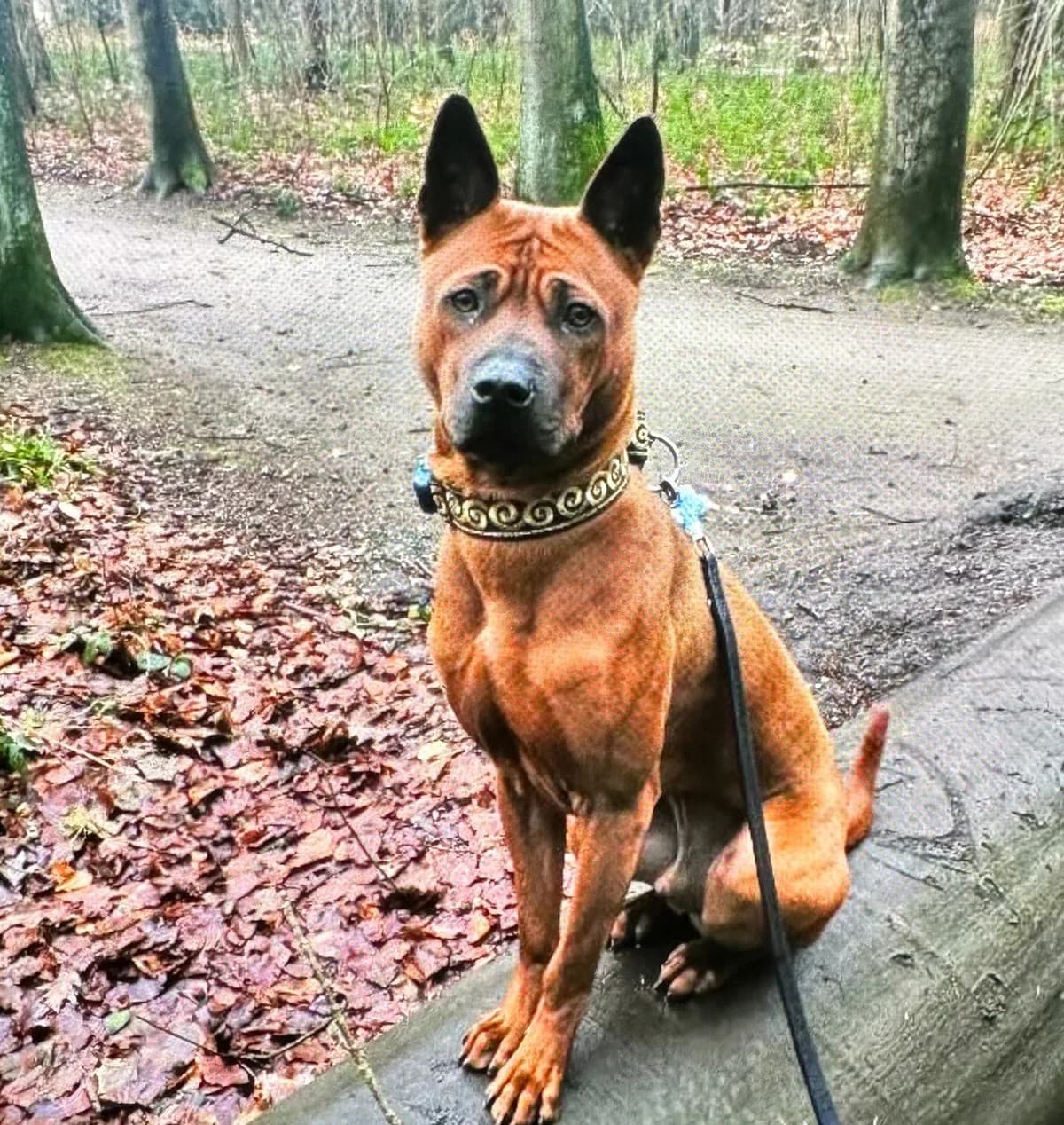 Chili, male 3yo Rhodesian Ridgeback for adoption at Tierfreunde im Fläming e.V.