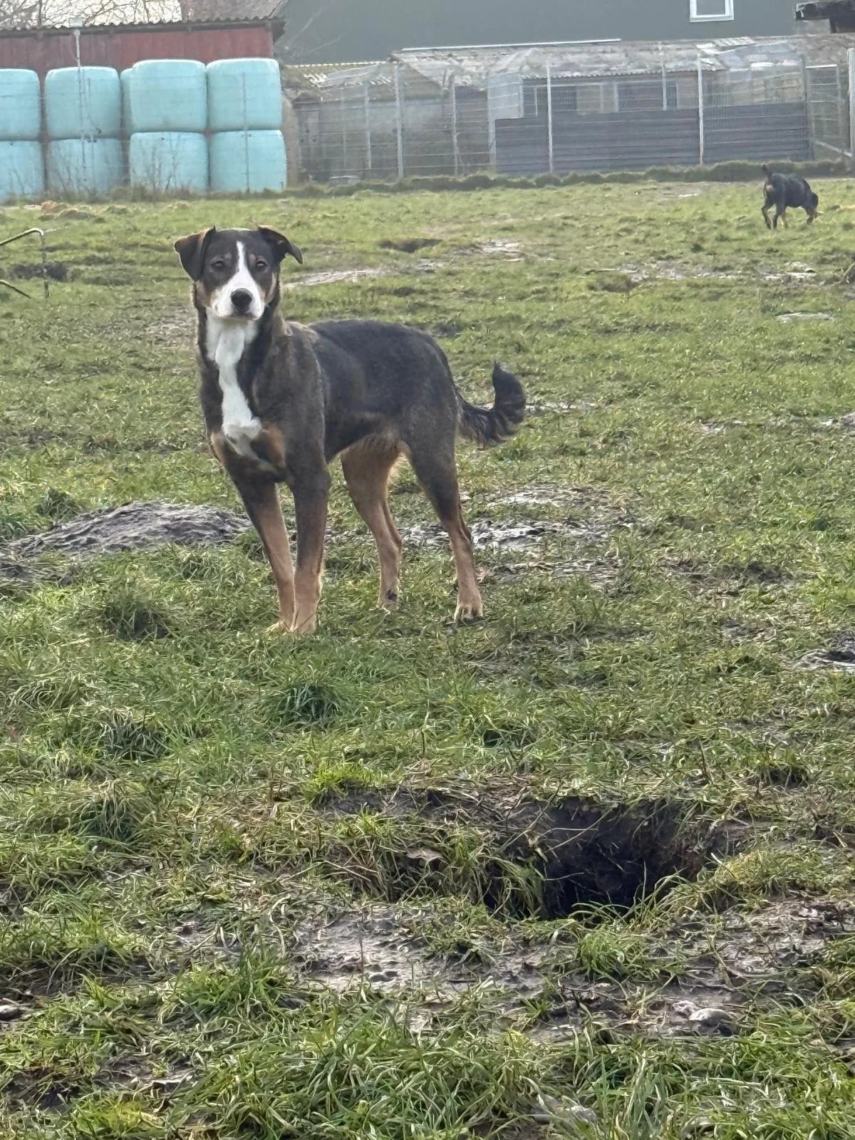 Ali, 4yo Mixed Breed for adoption at Tierfreunde im Fläming e.V.