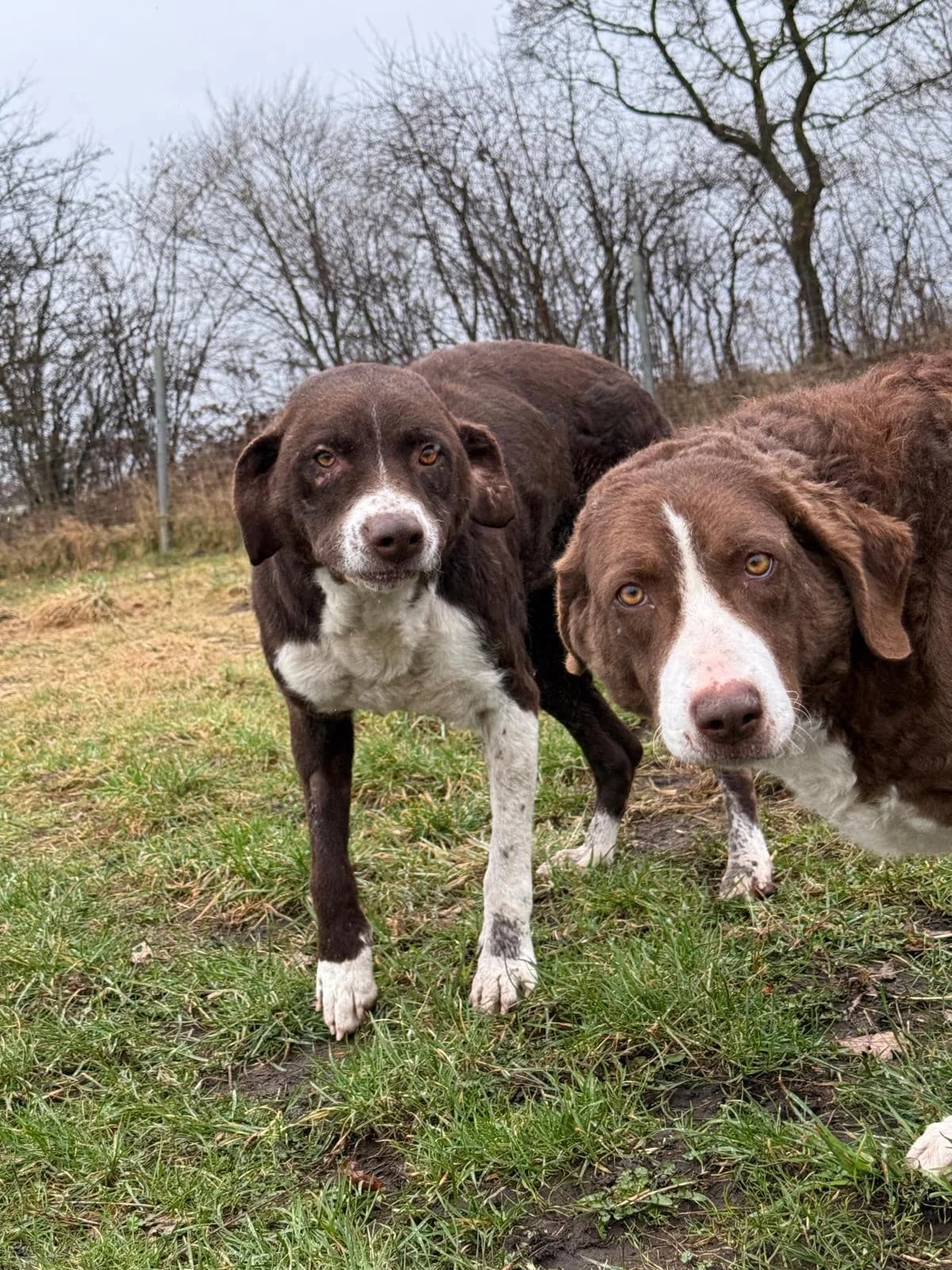 Linse, male 7yo Mixed Breed for adoption at Tierfreunde im Fläming e.V.
