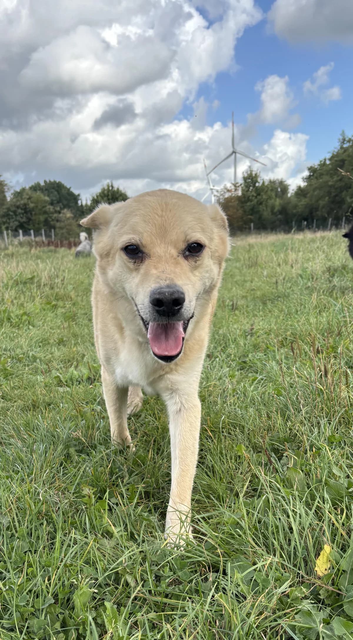 Peewee, male senior mixed breed for adoption at Tierfreunde im Fläming e.V.