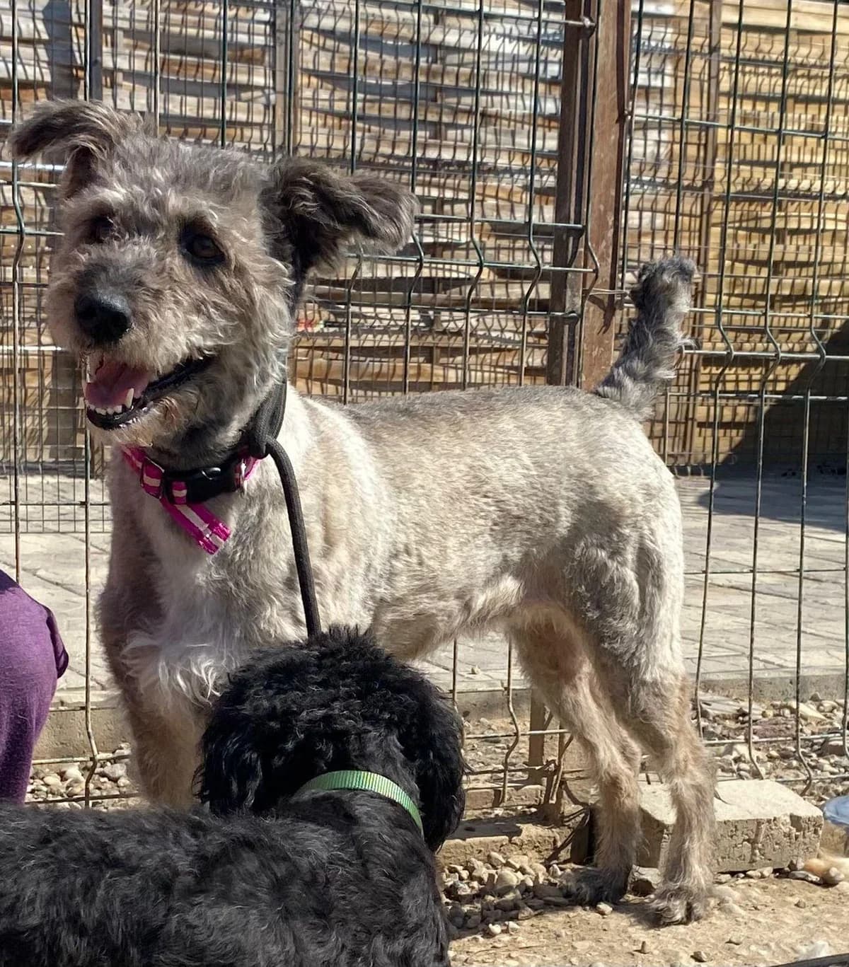 Daisy, female 5yo Mixed Breed for adoption at Tierfreunde im Fläming e.V.