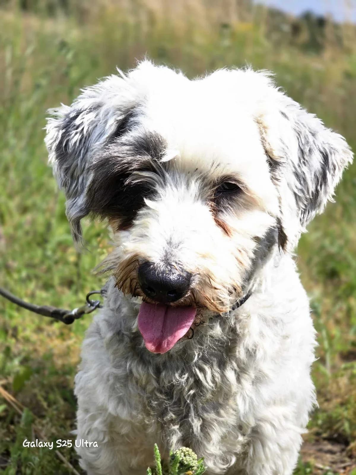 Fridolin, male 4yo Mixed Breed for adoption at Tierfreunde im Fläming e.V.