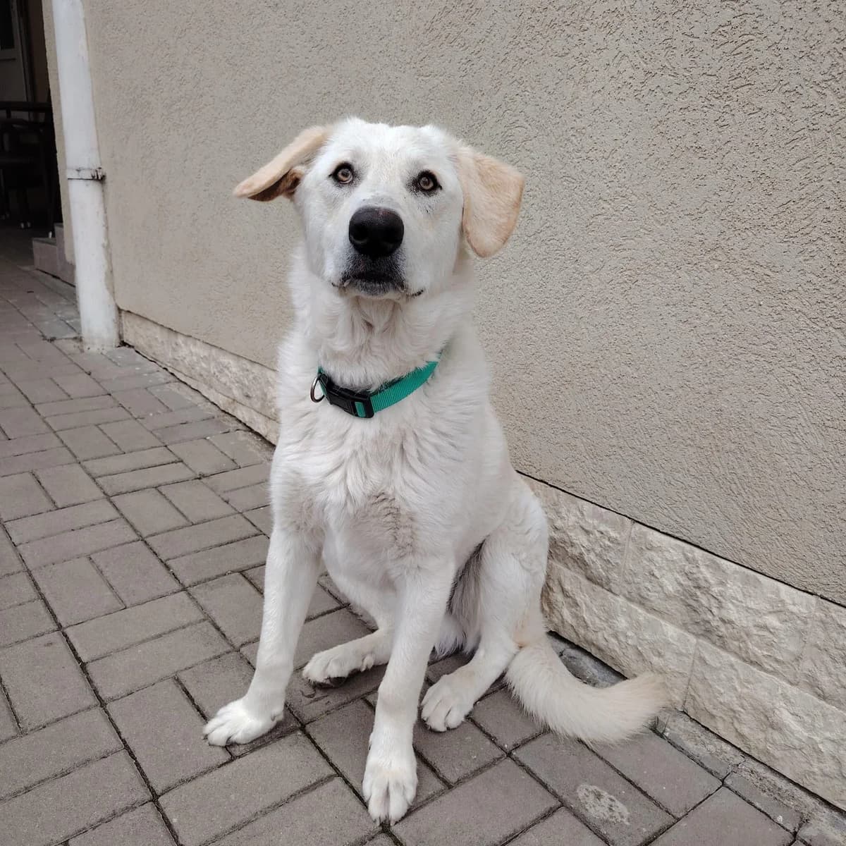 Oli, puppy Mixed Breed for adoption at Tierfreunde im Fläming e.V.