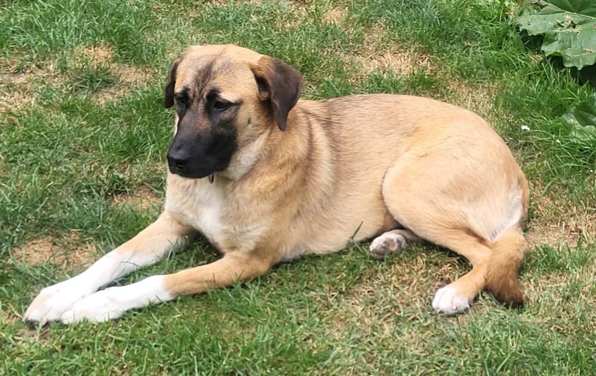 Naomi die treue Seele, female young Mixed Breed for adoption at Tierfreunde im Fläming e.V.