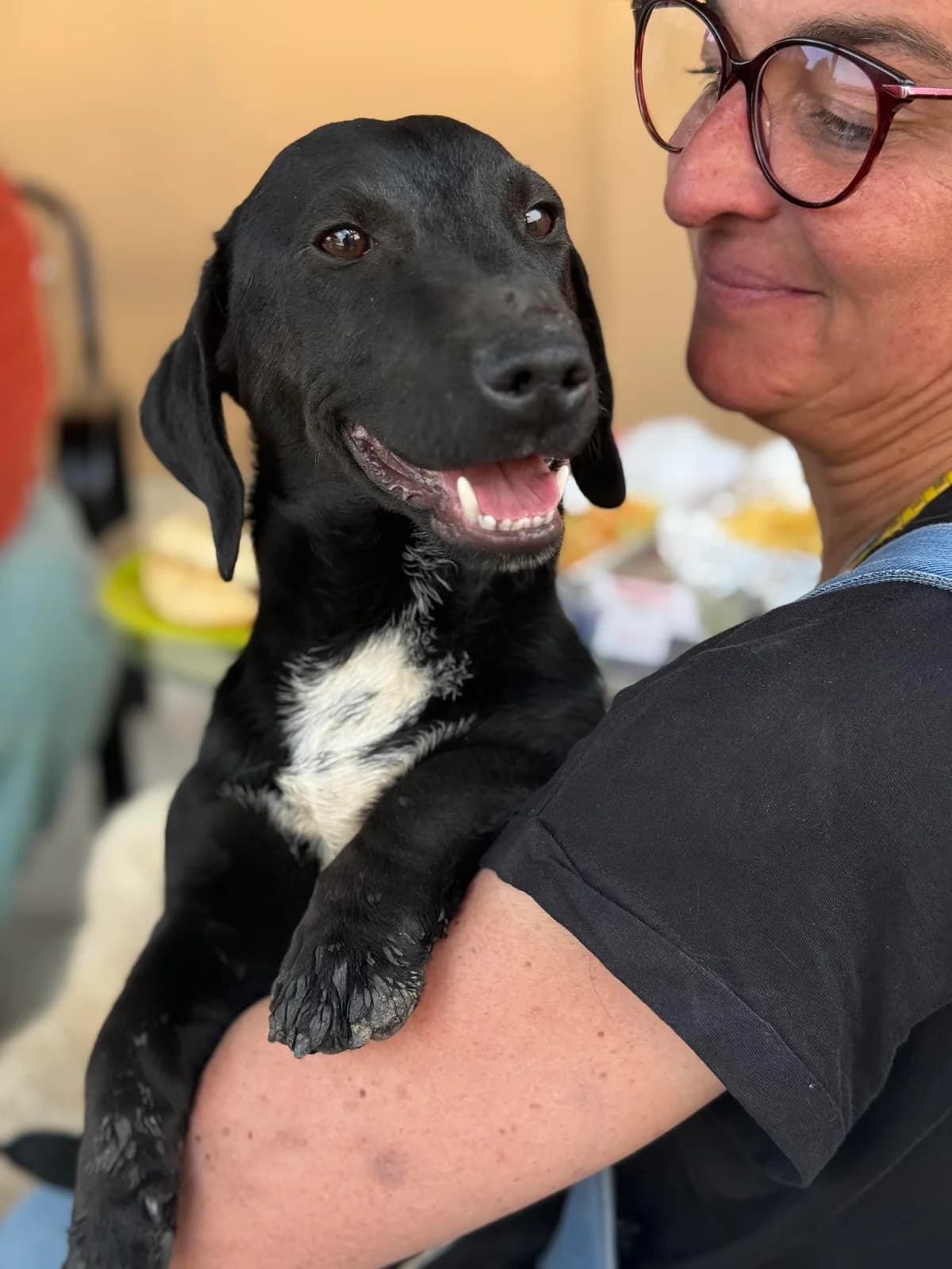 Gile, male young Dachshund for adoption at Tierfreunde im Fläming e.V.