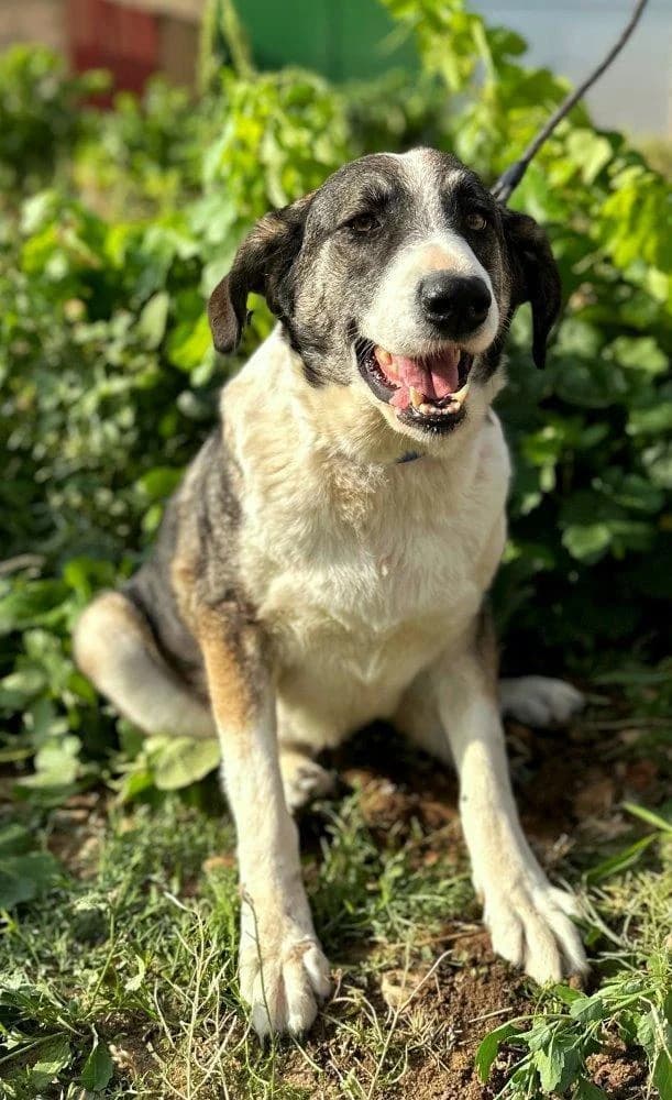 Lola, female 4yo Mixed Breed for adoption at Tierfreunde im Fläming e.V.