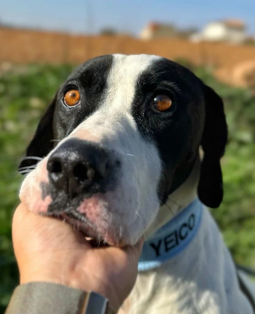 Tache, male young Pointer for adoption at Tierfreunde im Fläming e.V.