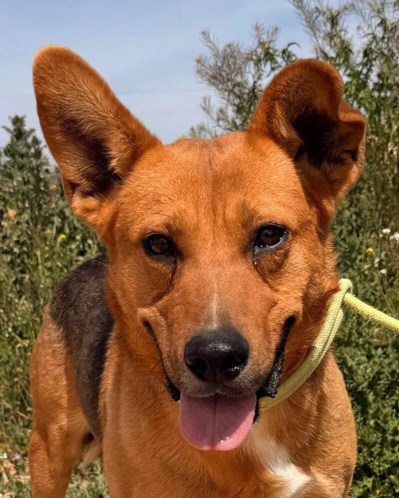 Bosse, male young German Shepherd for adoption at Tierfreunde im Fläming e.V.