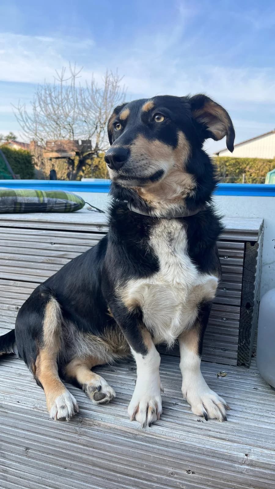 ✨🐾 Fröhliche Juna, female young Mixed Breed for adoption at Tierfreunde im Fläming e.V.