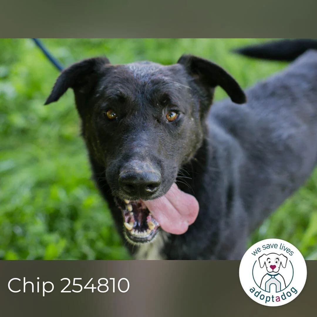 Chip, male young Mixed Breed for adoption at Tierfreunde im Fläming e.V.