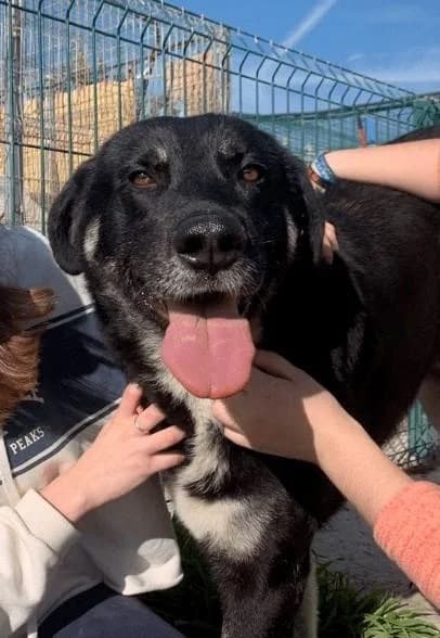 DRAGÓN, weiß male 6yo Mixed Breed for adoption at Tierfreunde im Fläming e.V.