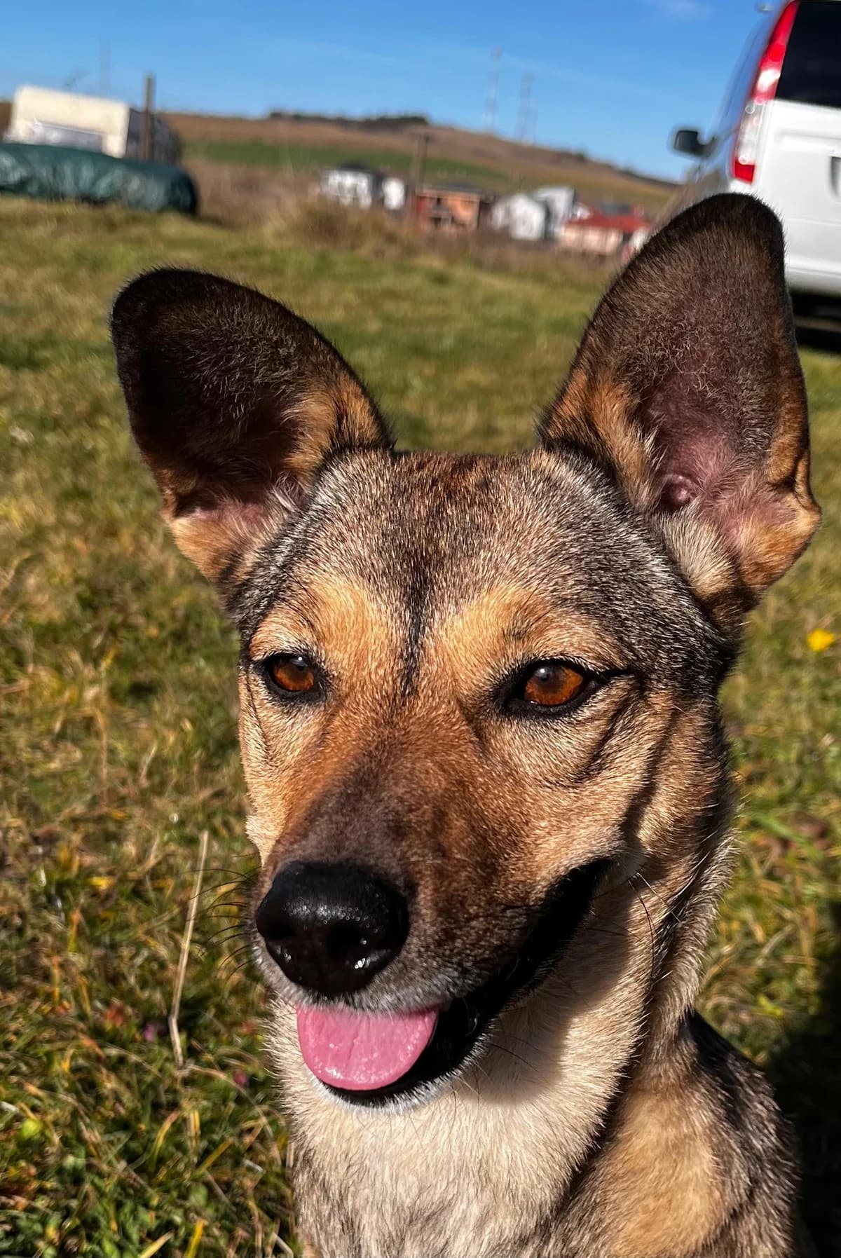 Pax, female 3yo Mixed Breed for adoption at Tierfreunde im Fläming e.V.