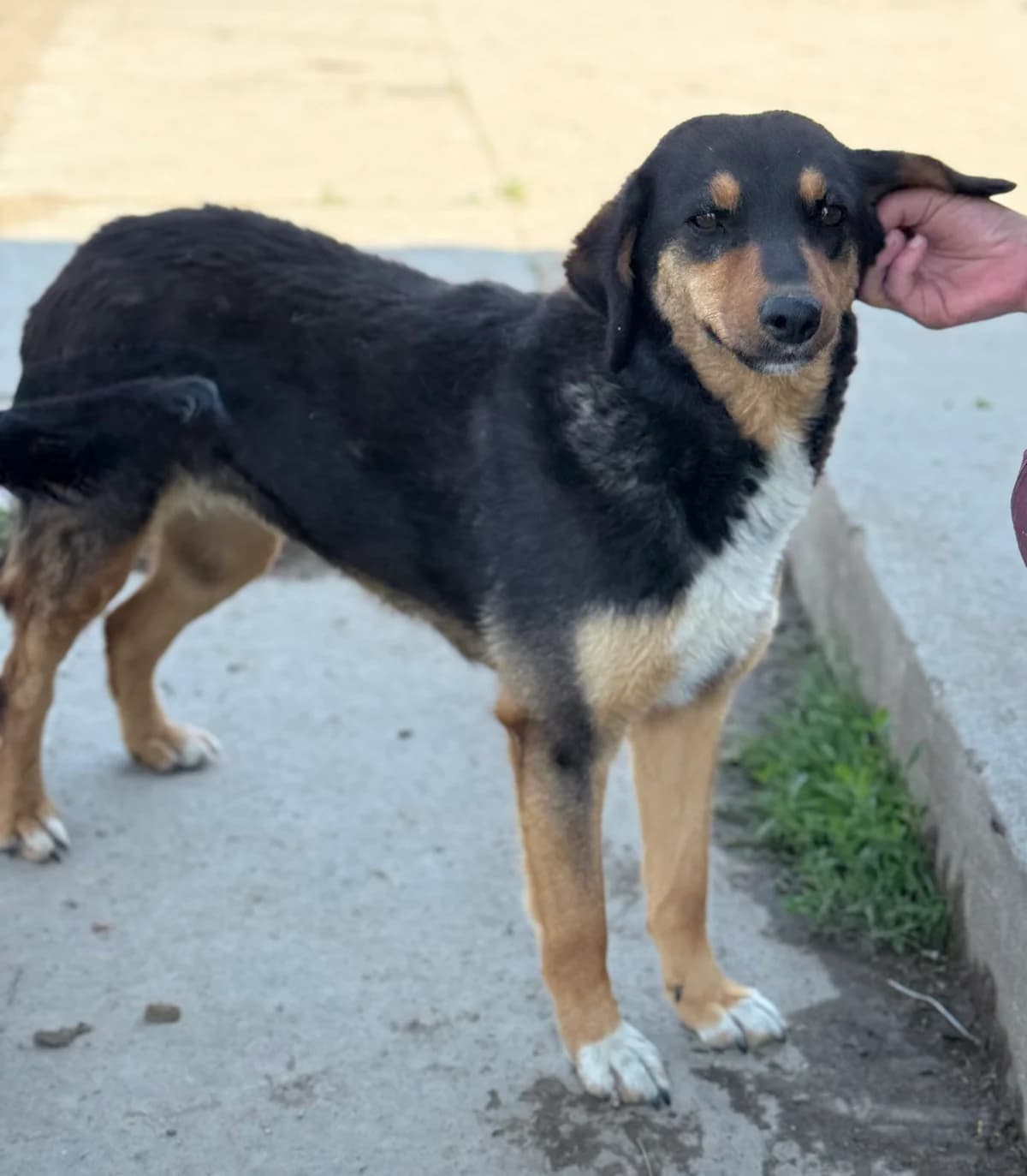 Adele, female 4yo Mixed Breed for adoption at Tierfreunde im Fläming e.V.