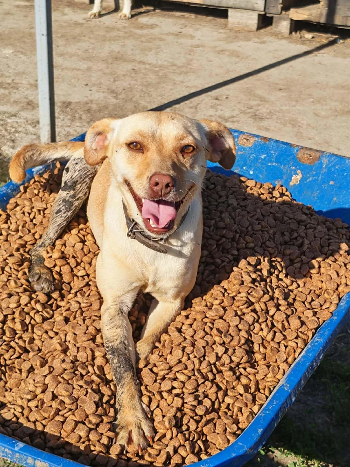 Mila, female young Mixed Breed for adoption at Tierfreunde im Fläming e.V.