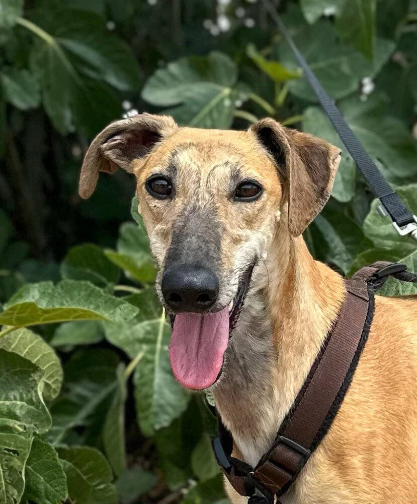 Vera, female young Galgo Español for adoption at Tierfreunde im Fläming e.V.