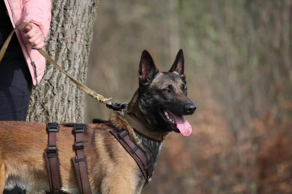 Odin, male 4yo Belgian Malinois for adoption at Tierfreunde im Fläming e.V.
