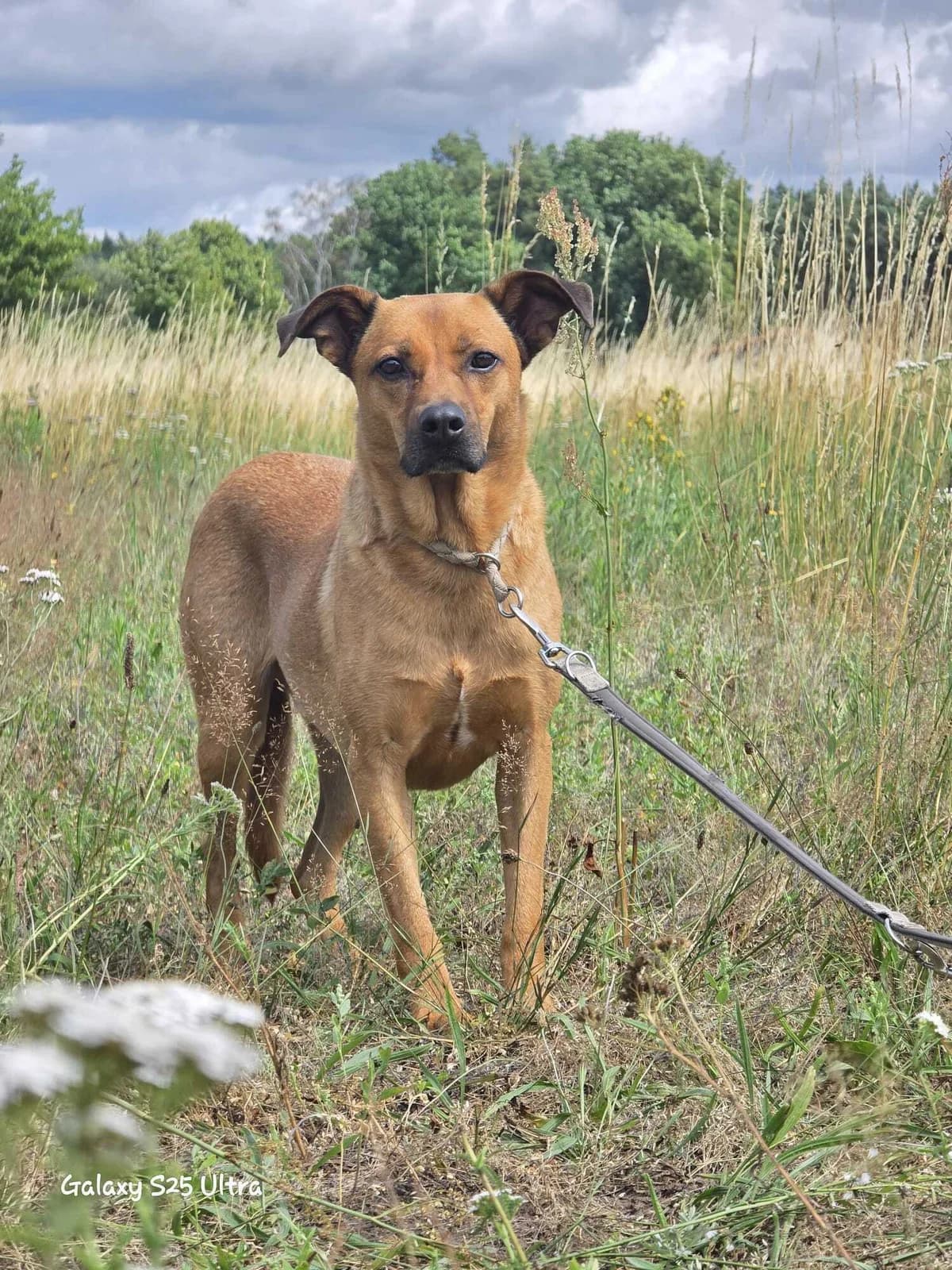 Santos, 5yo Mixed Breed for adoption at Tierfreunde im Fläming e.V.