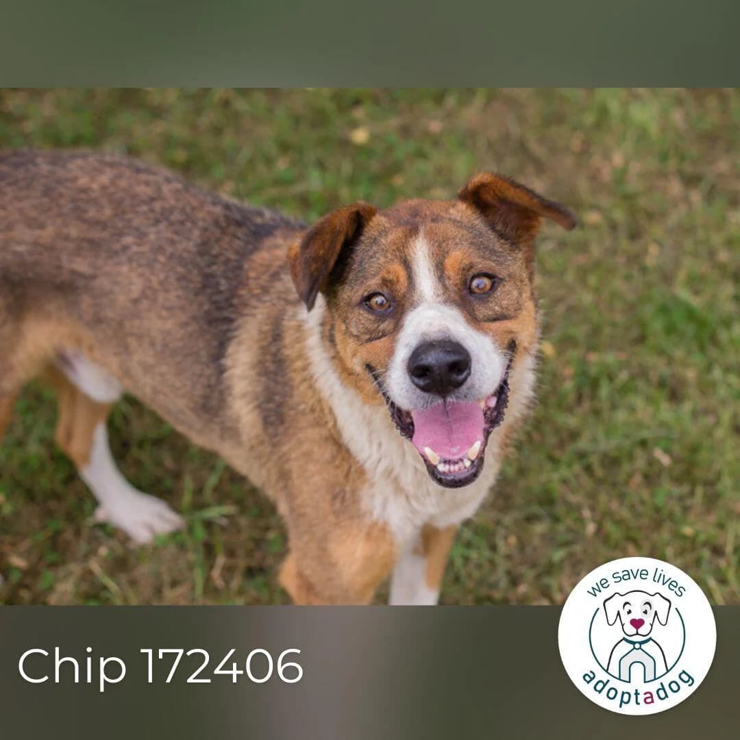 Chip, male senior Mixed Breed for adoption at Tierfreunde im Fläming e.V.