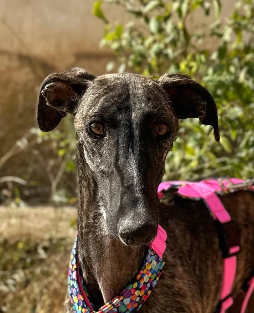 Vela, female young Galgo Español for adoption at Tierfreunde im Fläming e.V.