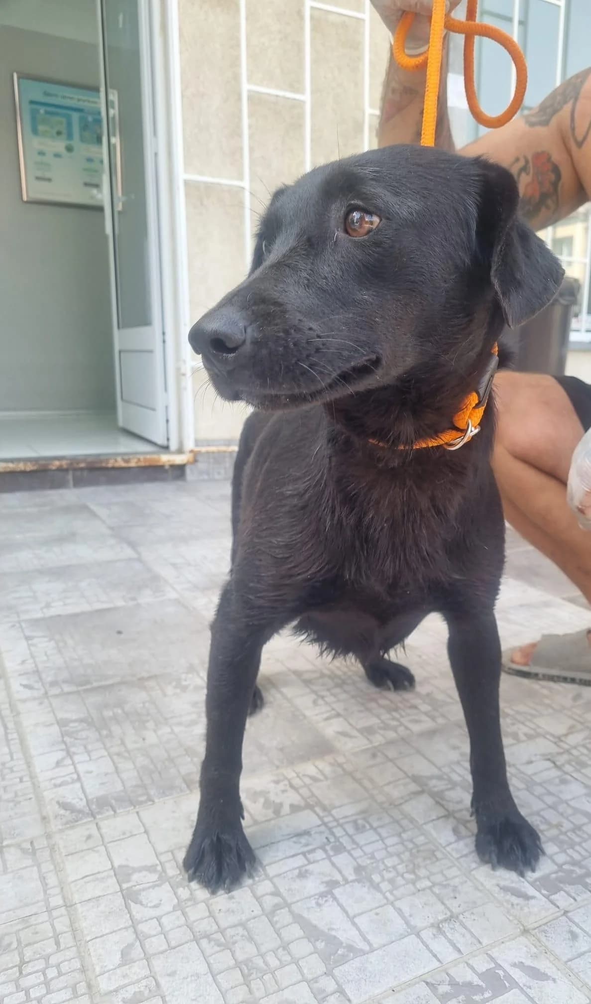 Vesna, female young Labrador Retriever for adoption at Tierfreunde im Fläming e.V.