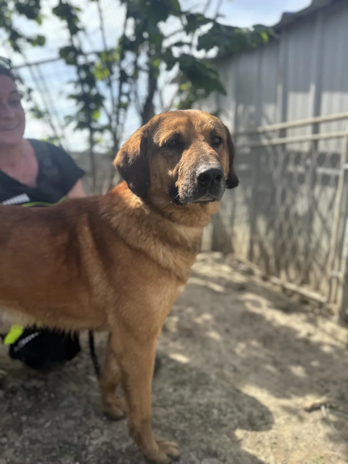Bruno, male 4yo mixed breed for adoption at Tierfreunde im Fläming e.V.