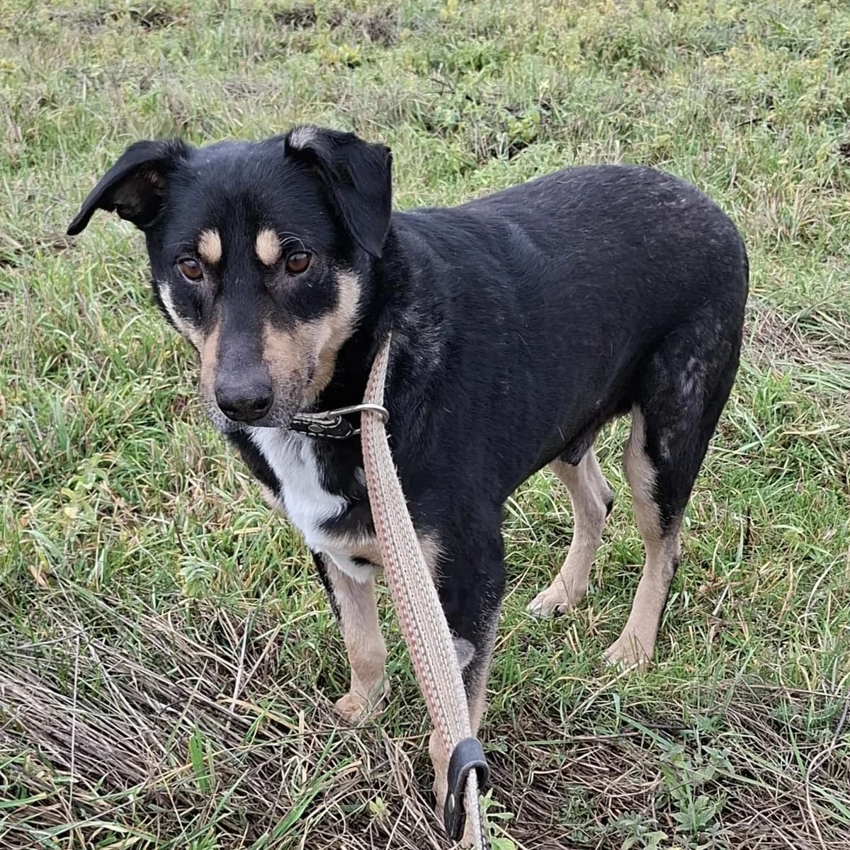 JIMMY, male 5yo Mixed Breed for adoption at Tierfreunde im Fläming e.V.