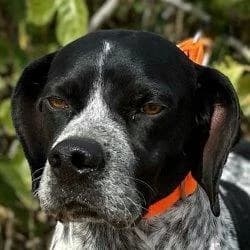 Mario, male 5yo Pointer for adoption at Tierfreunde im Fläming e.V.