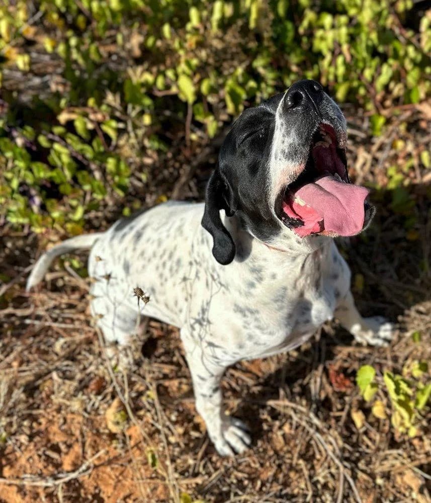 Bruno, male 4yo Pointer for adoption at Tierfreunde im Fläming e.V.