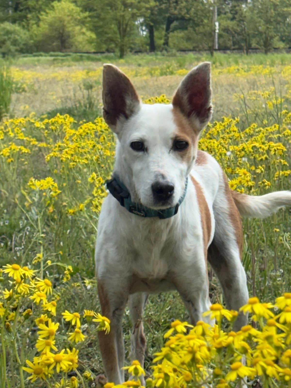 Harley, male 3yo Mixed Breed for adoption at Tierfreunde im Fläming e.V.