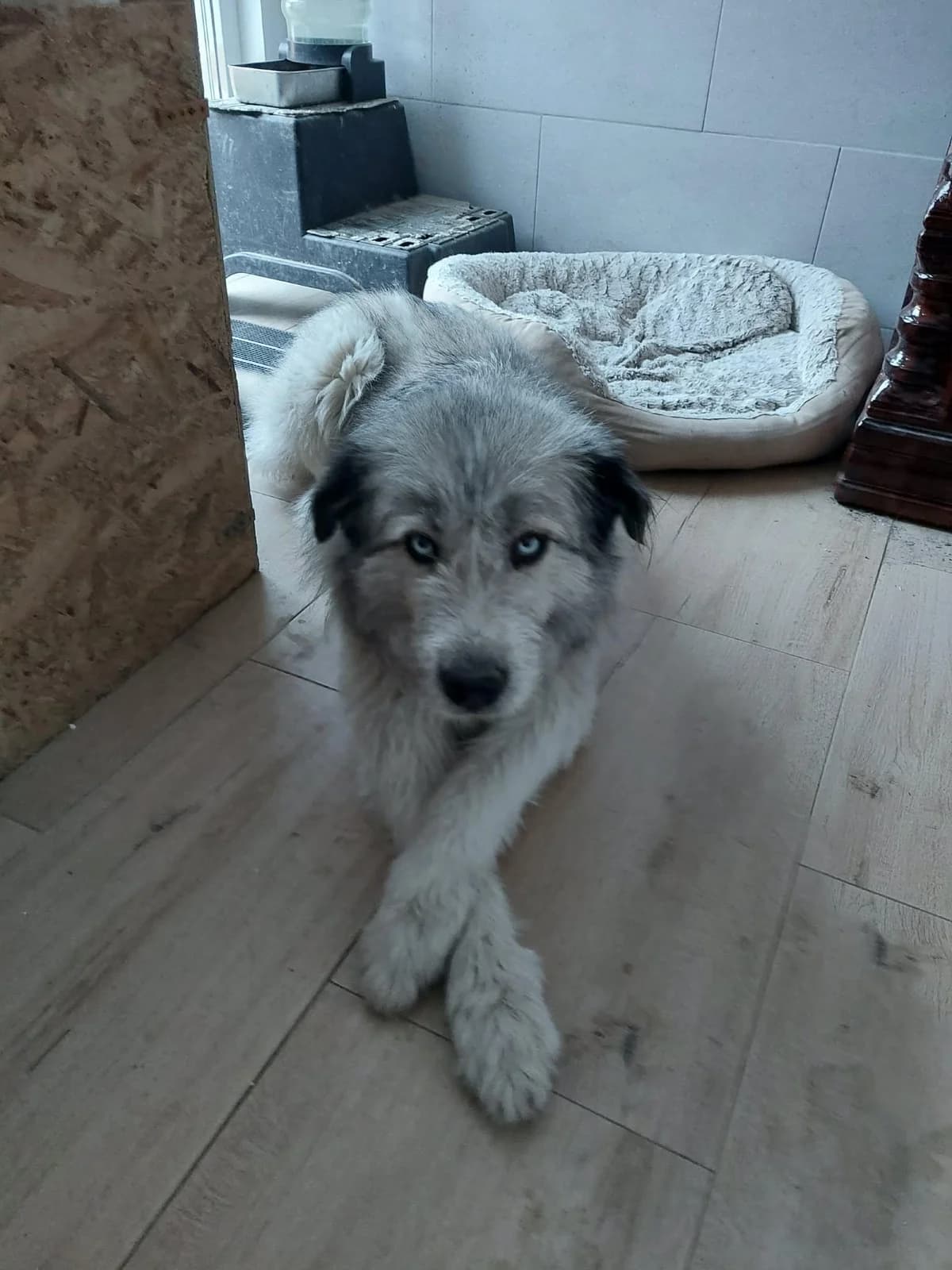 Blue, female 4yo Mixed Breed for adoption at Tierfreunde im Fläming e.V.