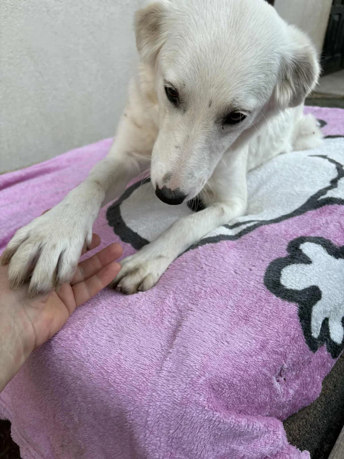 Ina, female young Mixed Breed for adoption at Tierfreunde im Fläming e.V.