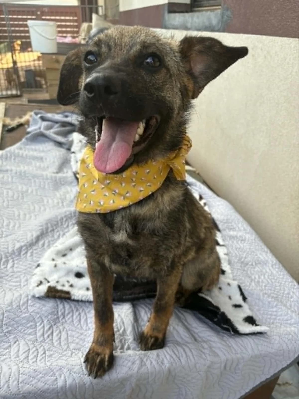 Pippa, female young Mixed Breed for adoption at Tierfreunde im Fläming e.V.