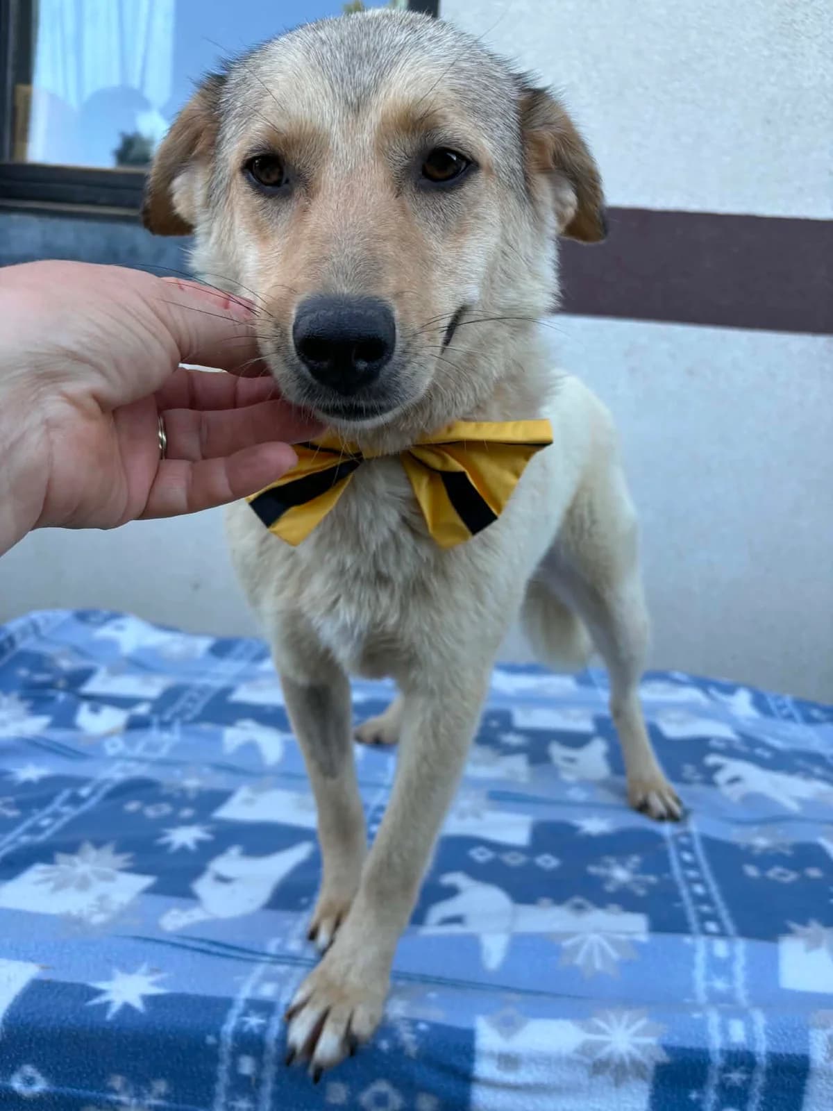 Sissy, female young Mixed Breed for adoption at Tierfreunde im Fläming e.V.