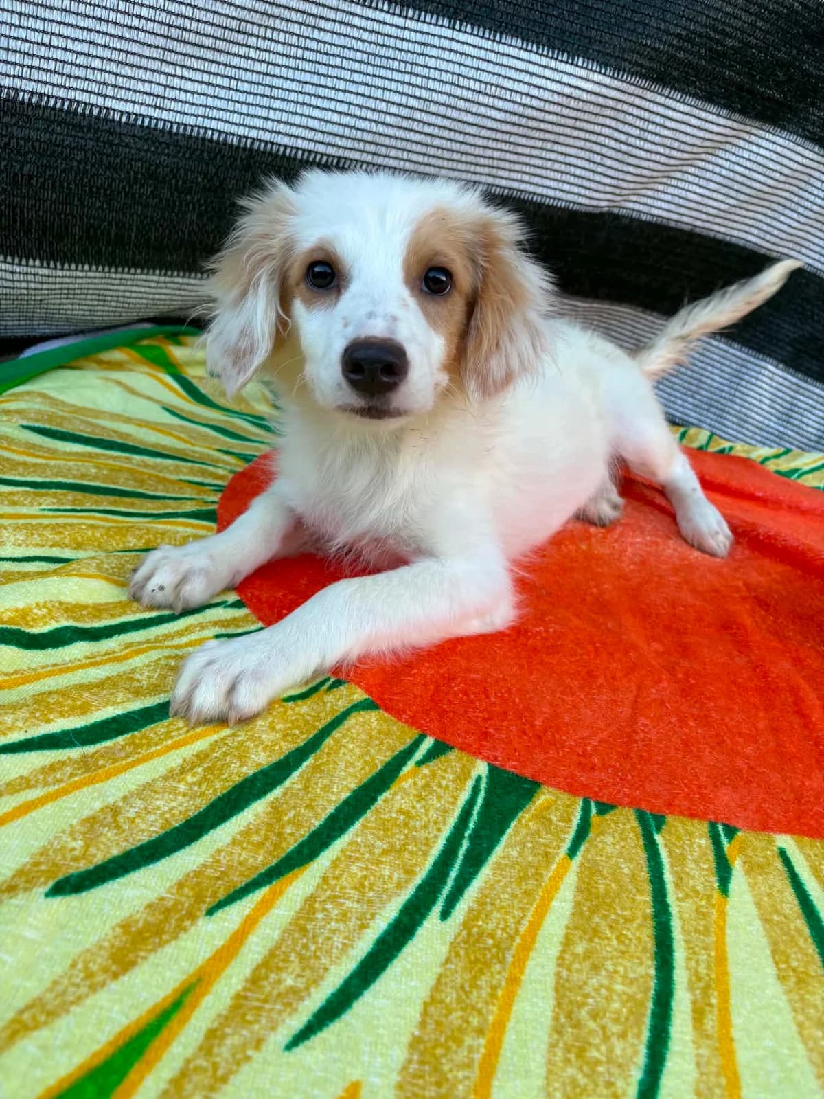 Hazel, female puppy Mixed Breed for adoption at Tierfreunde im Fläming e.V.